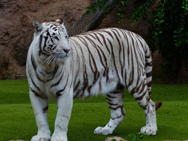 白老虎图片