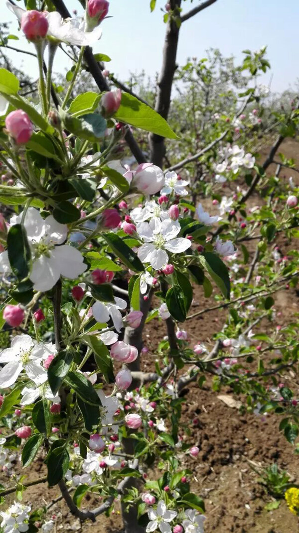 苹果花图片