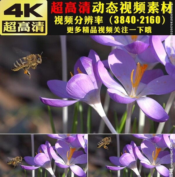 春天春季蜜蜂花朵鲜花实拍视频