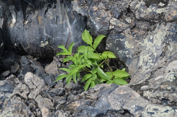 连池火山植物图片