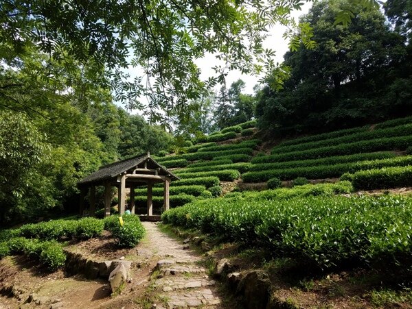 龙井村茶园