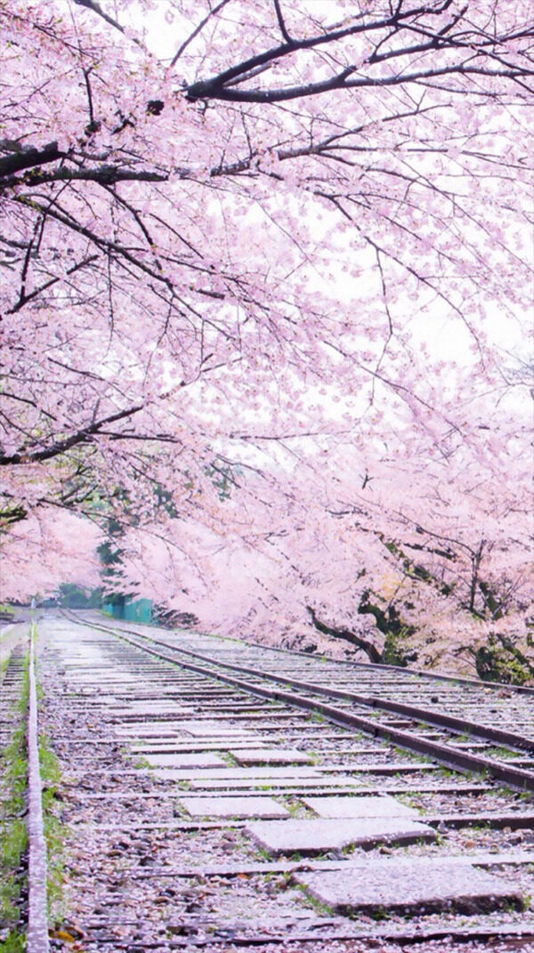 唯美粉色花朵大树H5背景素材