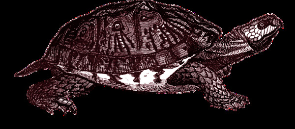 深褐色的乌龟免抠png透明素材