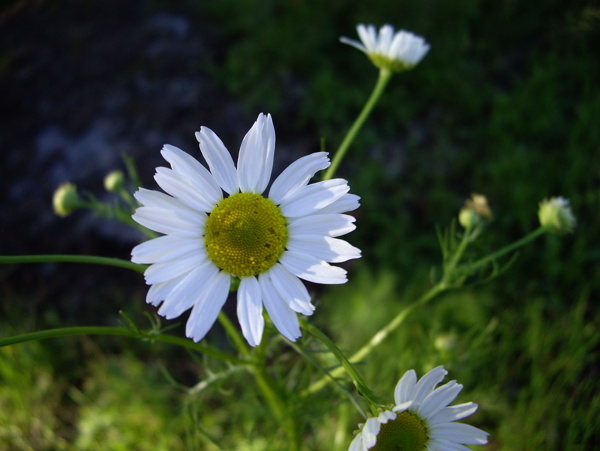 白色菊花