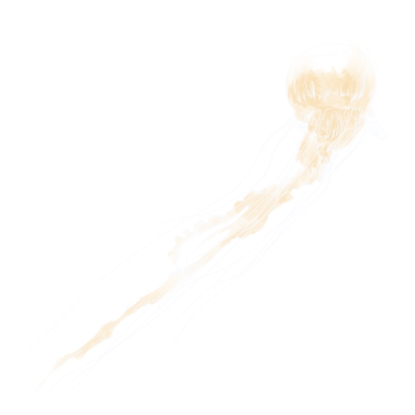 一个海洋水母