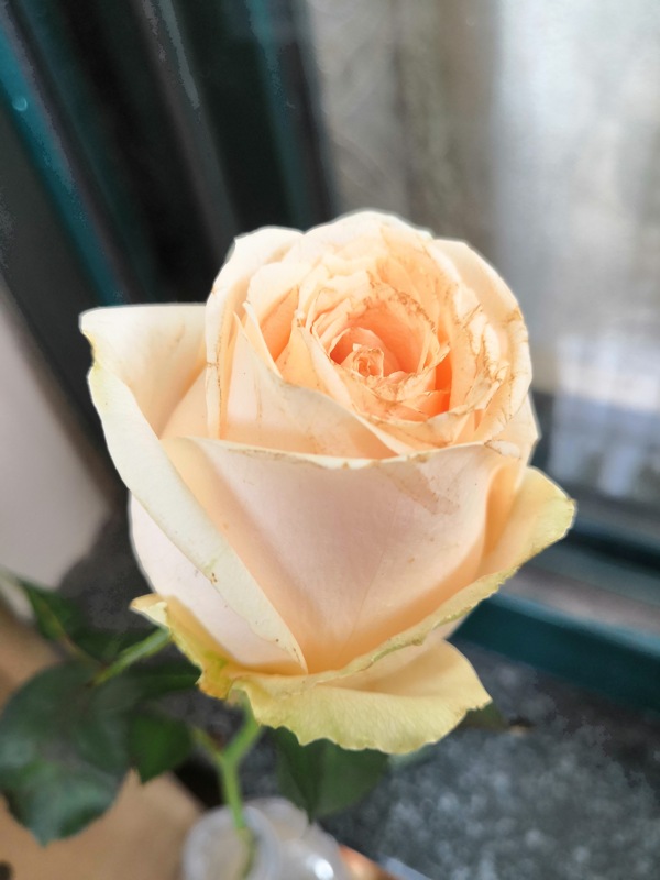 黄色白色情人节玫瑰花朵