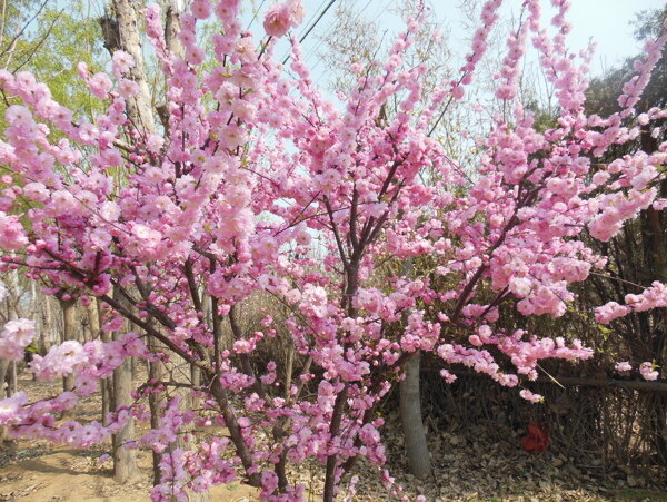 梅花图片