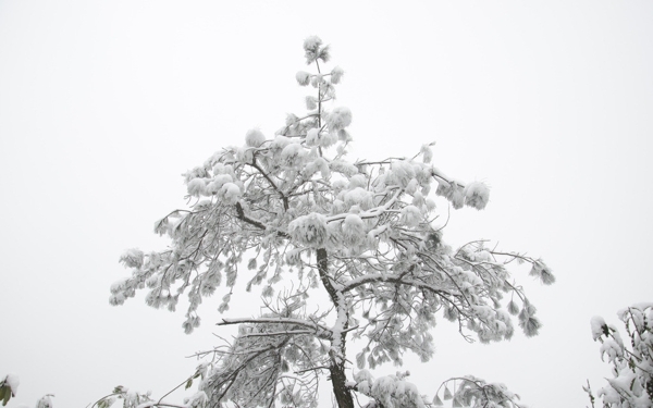 雪松图片