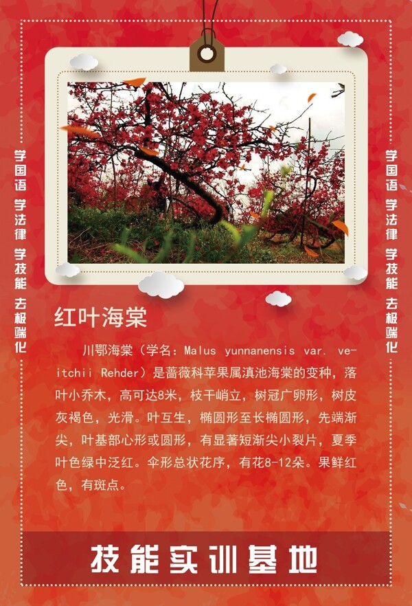 红叶海棠