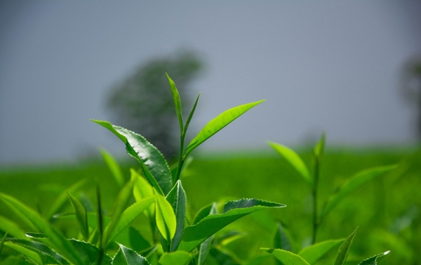 美丽的茶山茶园景色