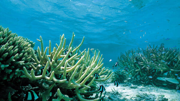 缤纷海底藻类壁纸图片