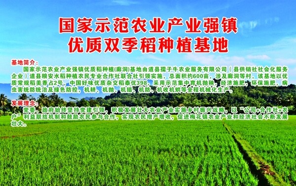 培育优质水稻海报