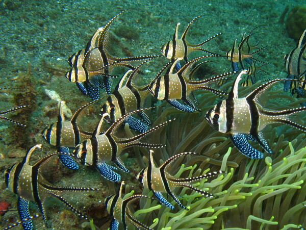 海洋生物图片