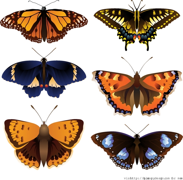 6精美的彩色蝴蝶矢量图形
