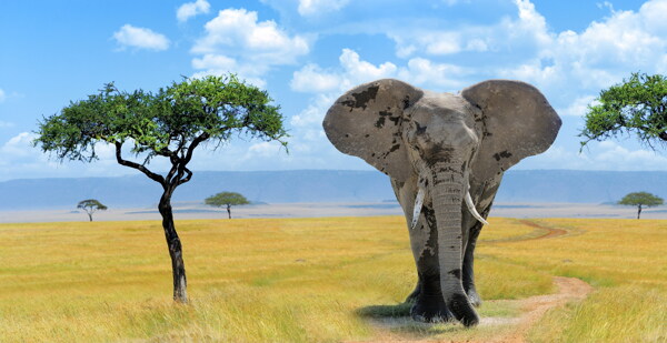 草原上大象图片