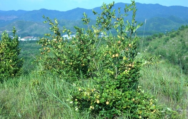 茶果