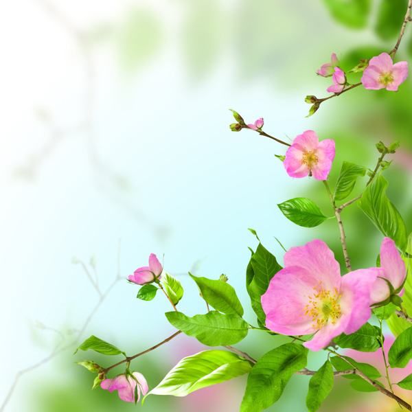 绿色与粉色花朵图片