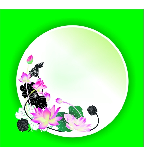 荷花图片
