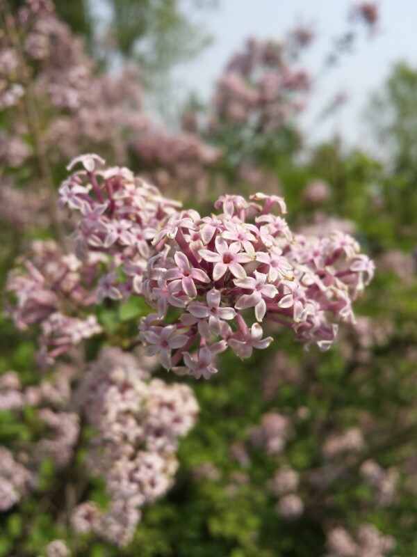 丁香花图片