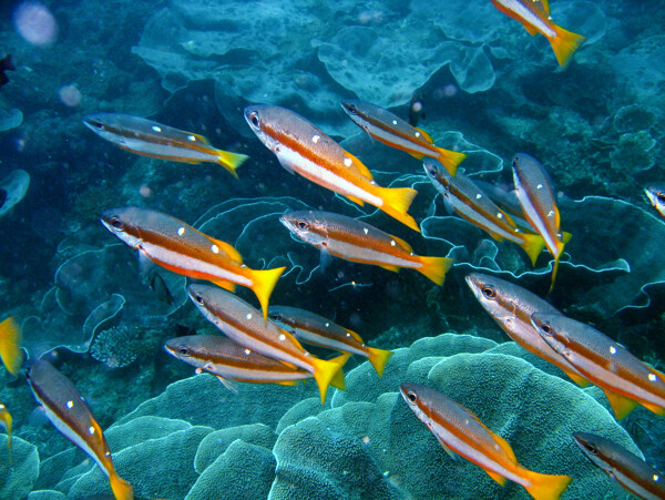 热带海洋鱼群图片