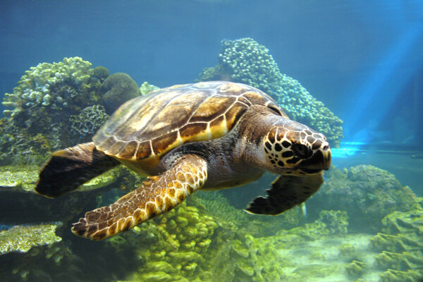 海龟博客背景图片