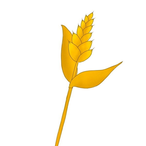 金色小麦植物插画