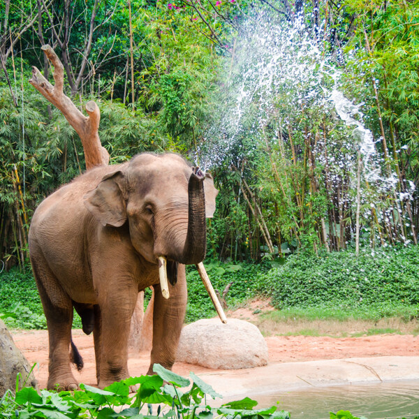 鼻子喷水的大象图片