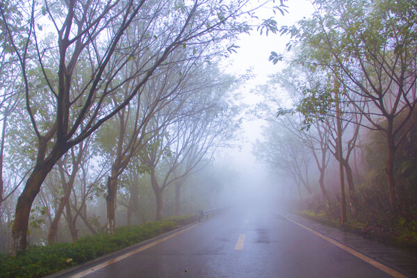 雨天公园树木道路