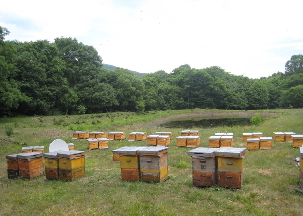长白山蜂场图片