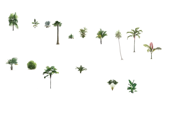 热带植物竖向图片