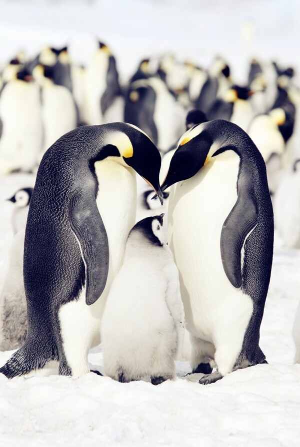 唯美企鹅图片