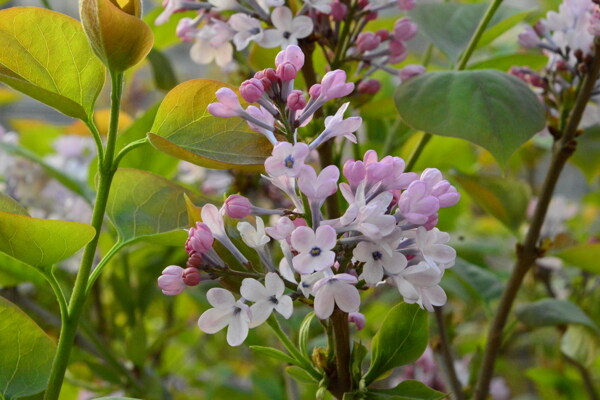 丁香花