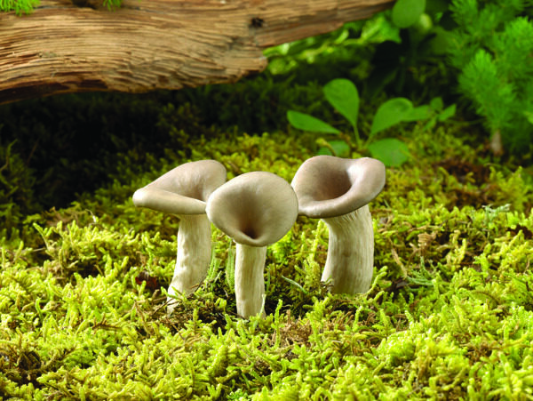 长在草地里的三个蘑菇