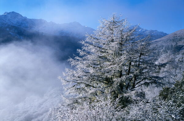 冬天雪景雪景大雪