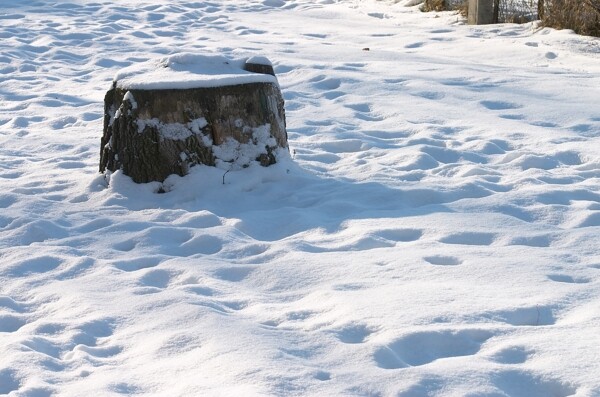 白雪与木桩