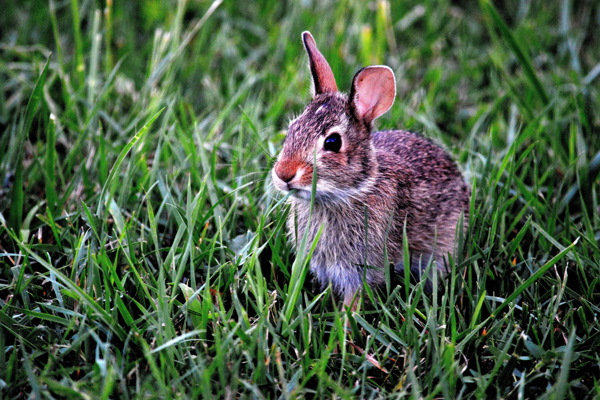 草地兔子图片