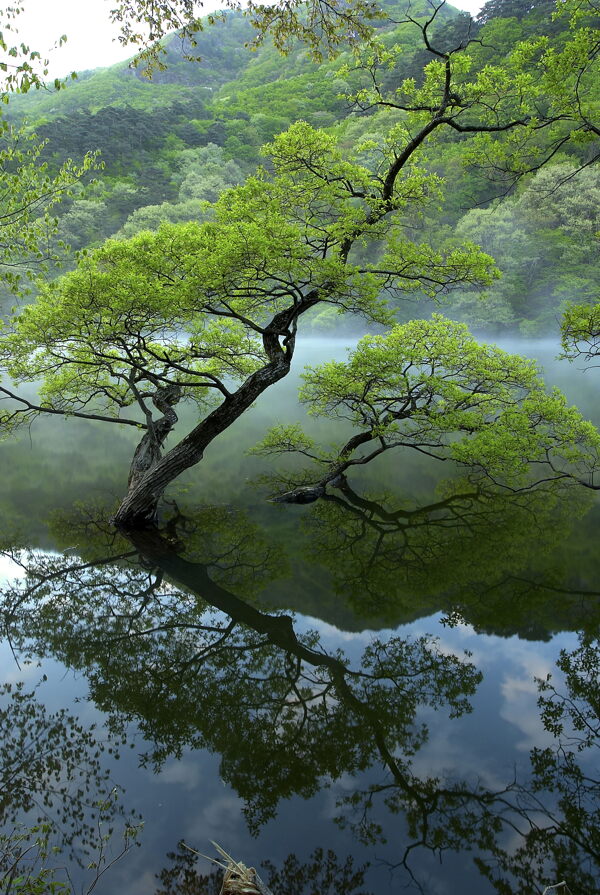 丛林之美自然风景大自然