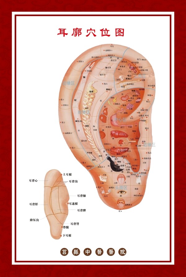 中医耳廓穴位图