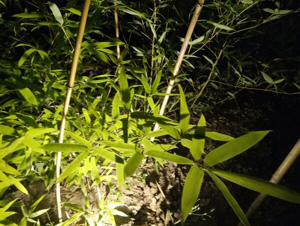 黑夜里的竹子