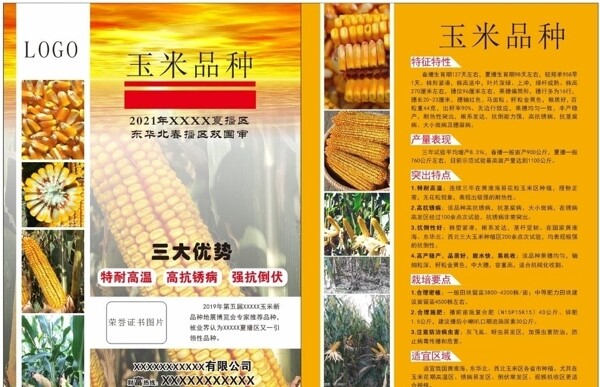 玉米种子单页图片