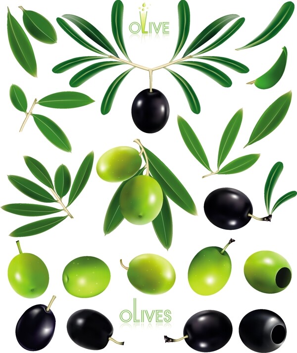 精美油橄榄和橄榄设计矢量素材