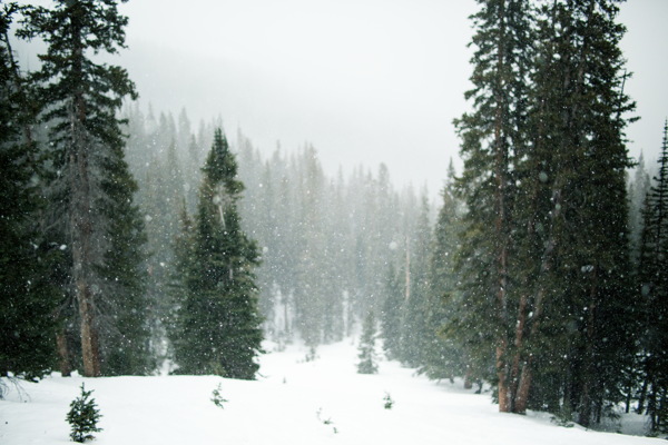 冬天树林风景图片