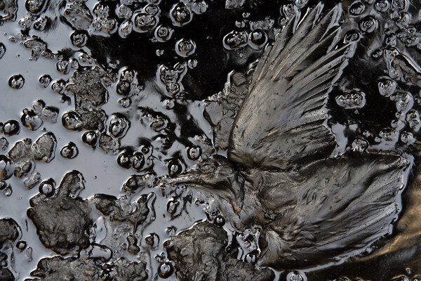 死鸟与污染的水源图片