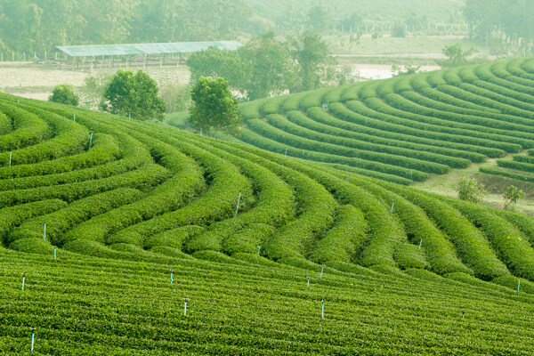 广阔的茶园图片