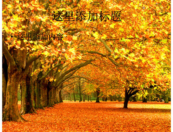 黄色枫树林