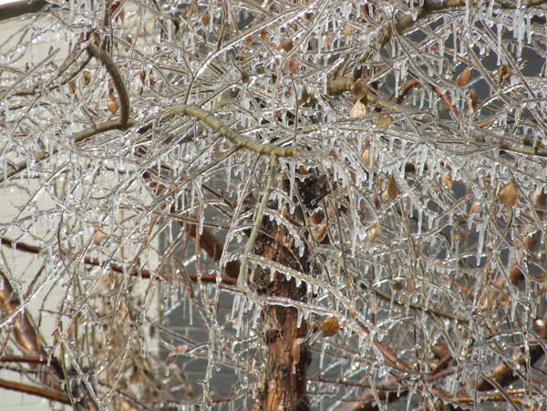 冰雨树挂