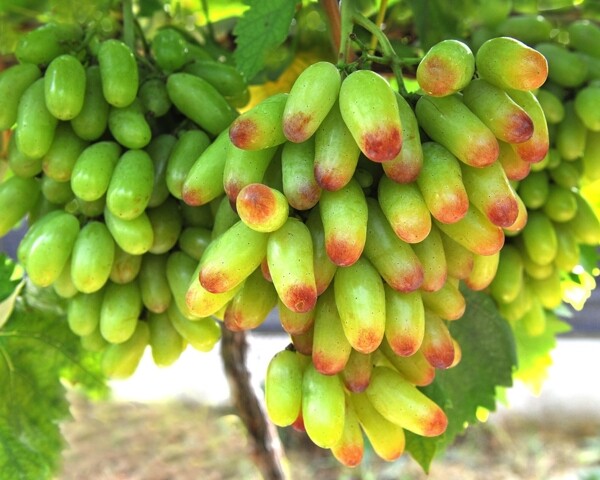 葡萄树图片
