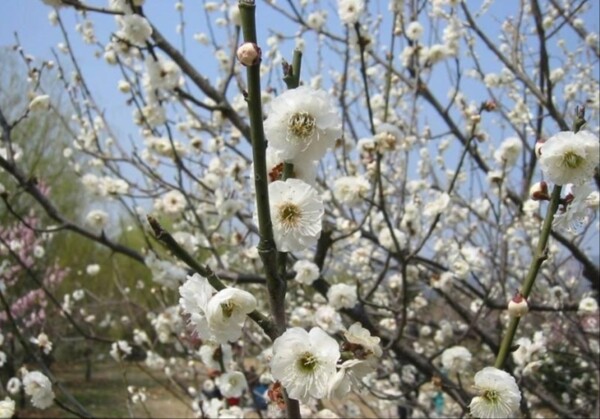 鲜花图片布艺素材下载