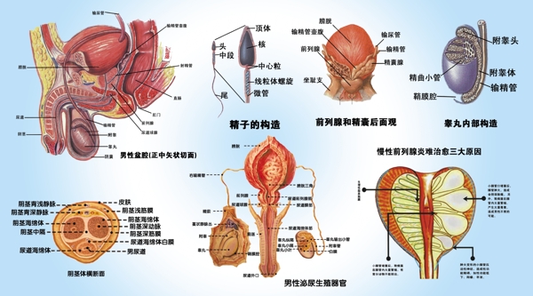 男性生殖器图片