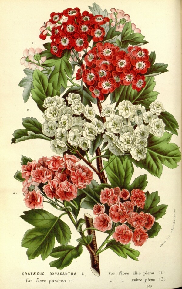 复古美式花鸟植物装饰画